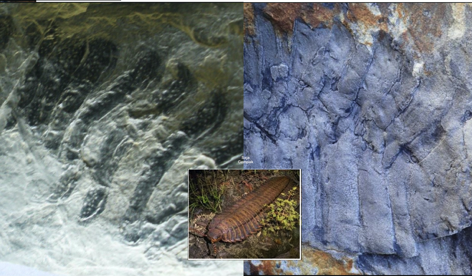 Fosil Lipan Gergasi Purba Sebesar Lebih 2.5 Meter Ditemui, Dipercayai Hidup Pada 326 Juta Tahun Dahulu - sajagempak.com