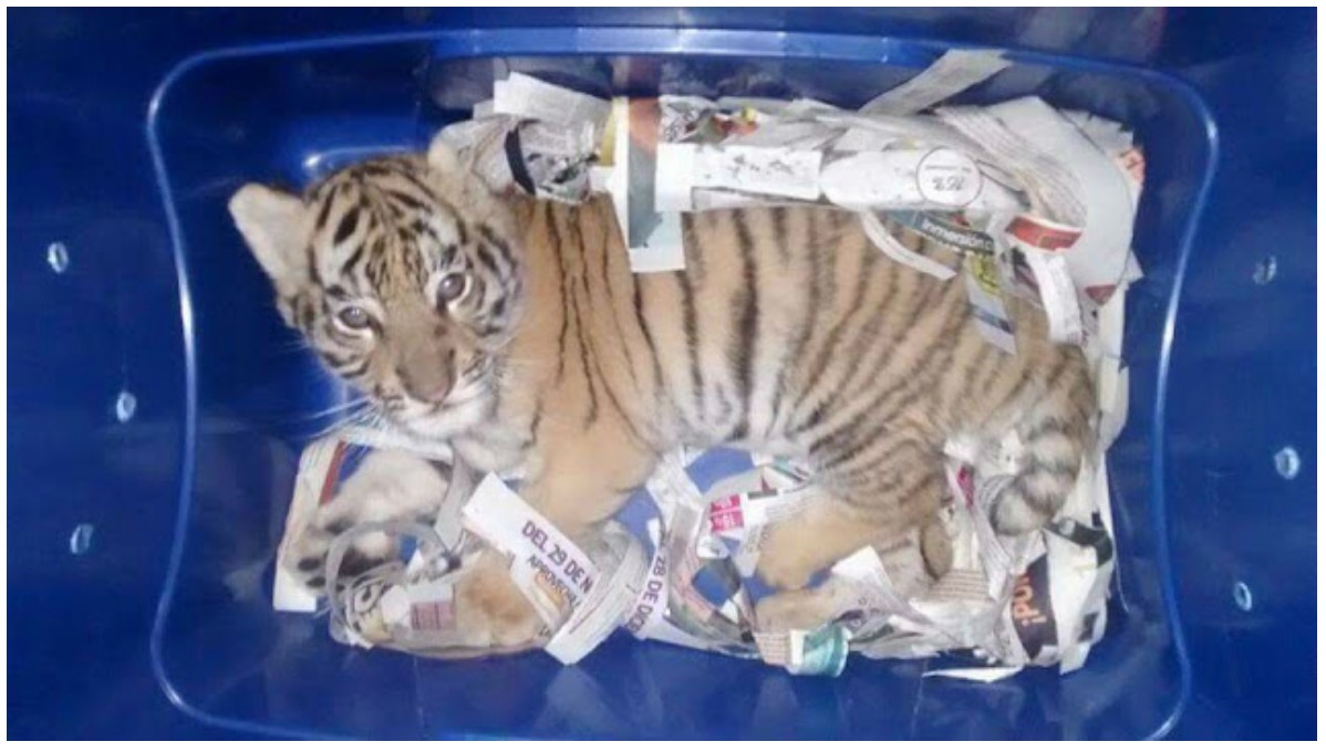 Anak Harimau Ditemui Dibungkus Dalam Plastik Dan Cuba Diseludup Keluar Melalui Pos - sajagempak.com