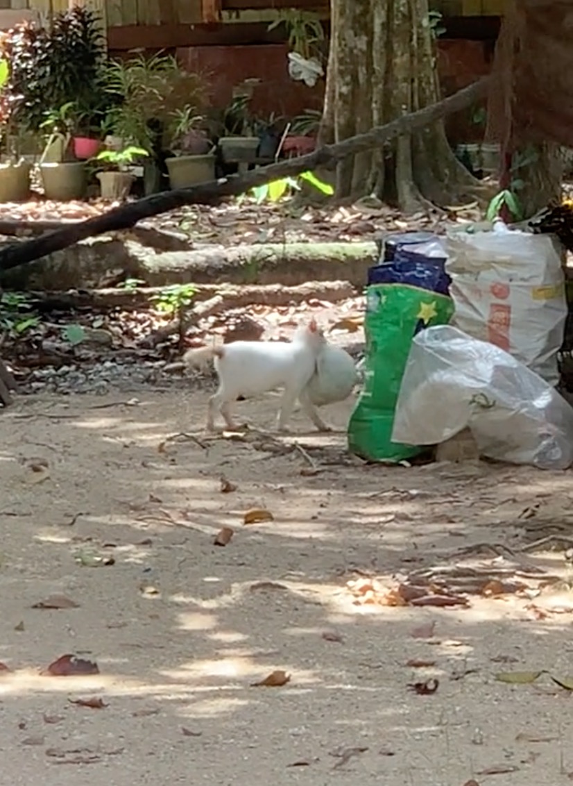 Pandainya, Kucing Putih Gigih Buang Plastik Sampah Buat Ramai Termalu Sendiri - sajagempak.com