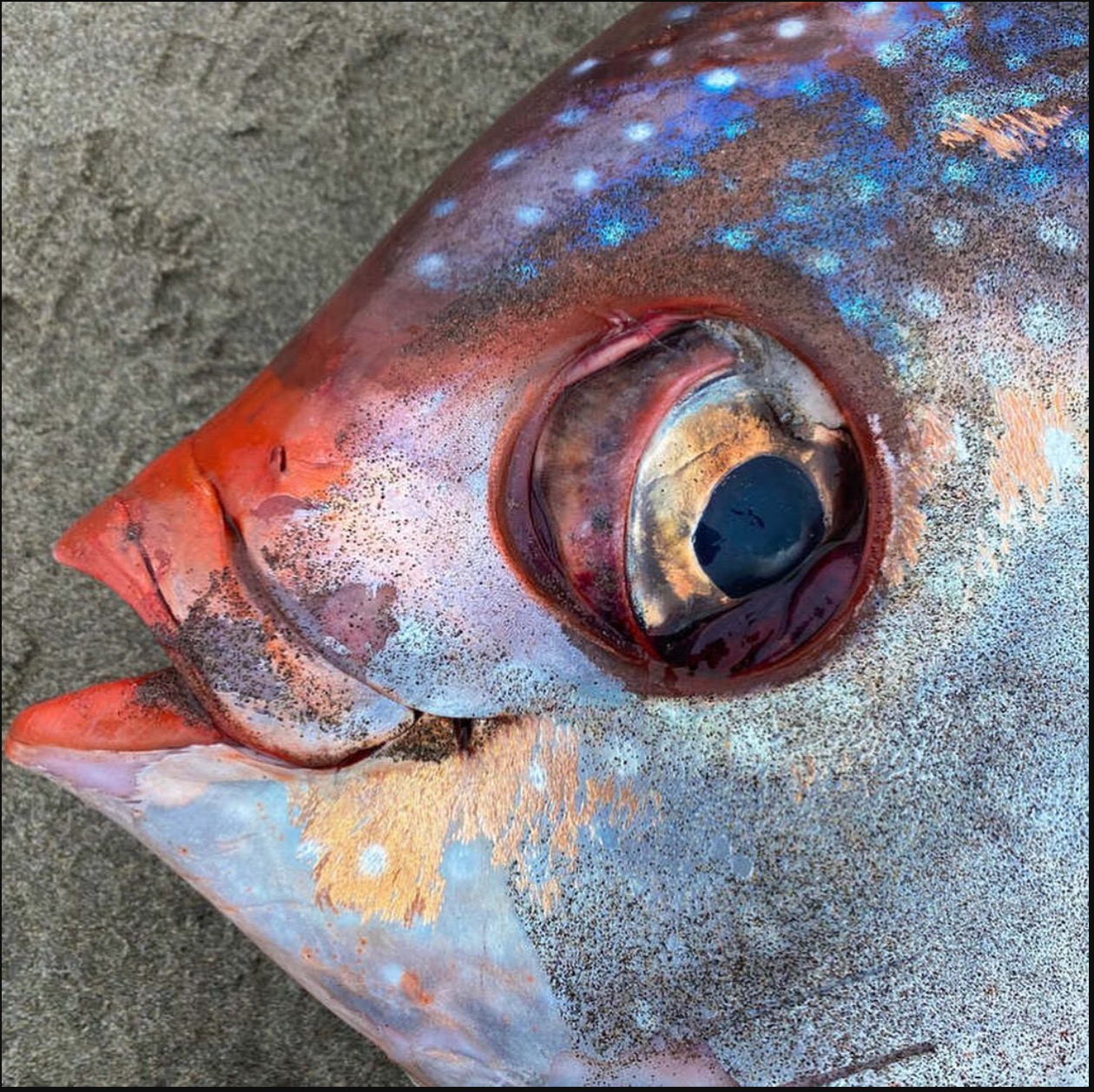 Ikan Gergasi Berwarna Oren Seberat 45kg Ditemui Terdampar Di Pantai - sajagempak.com