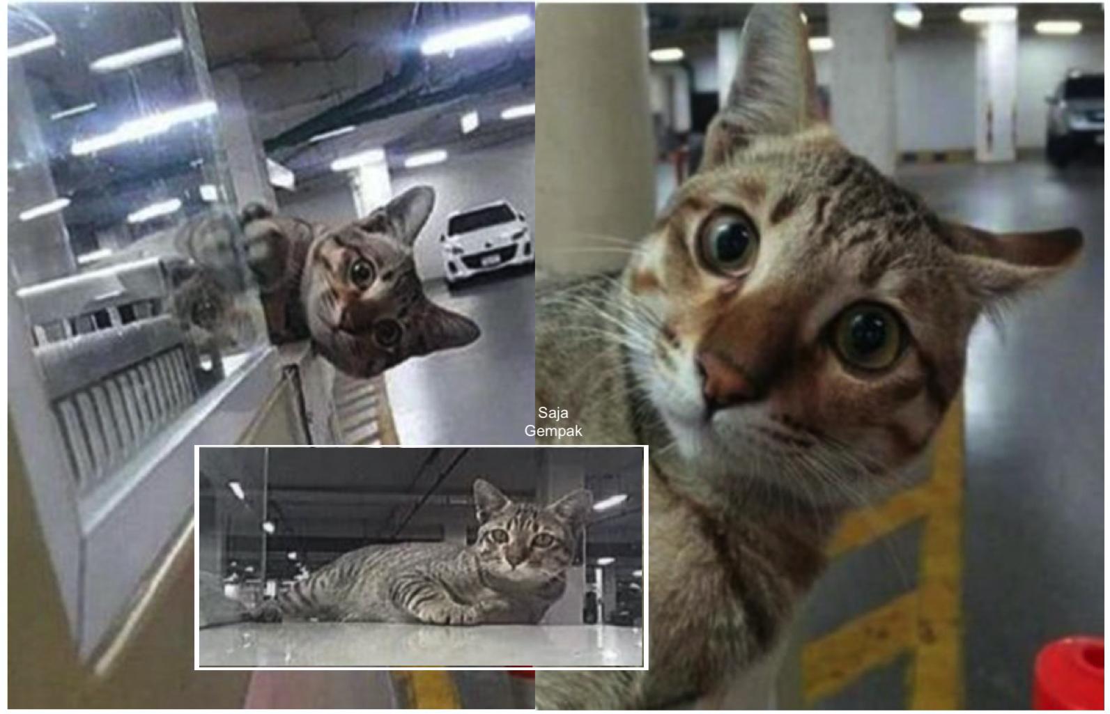 Seekor Kucing Setia Menunggu Di Kawasan Parking Dengan Harapan Agar Tuannya Yang Sudah Meninggal Dunia Kembali Mencarinya - sajagempak.com