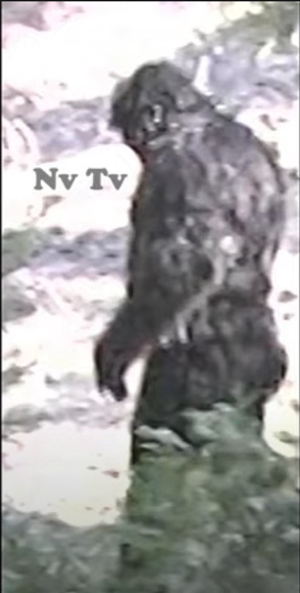 Makhluk 'Bigfoot' Bersaiz Besar Dan Gagah Didakwa Ditemui Di Idaho - sajagempak.com