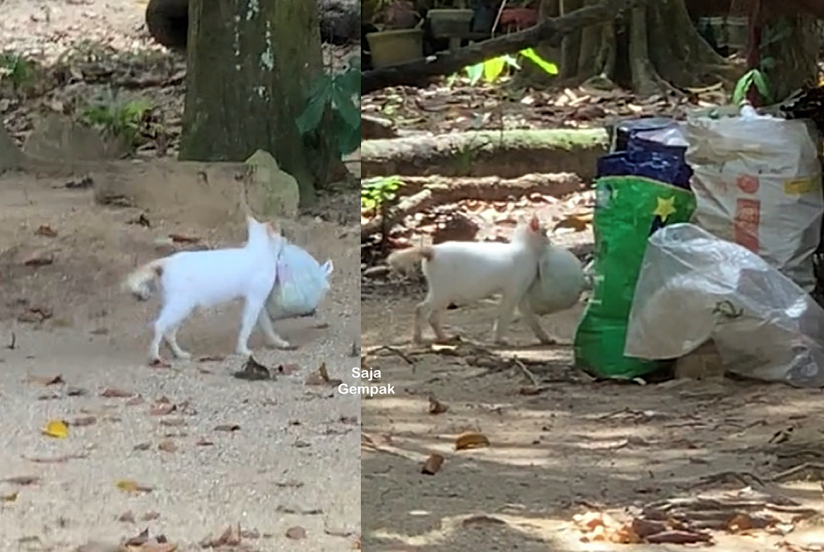 Pandainya, Kucing Putih Gigih Buang Plastik Sampah Buat Ramai Termalu Sendiri - sajagempak.com