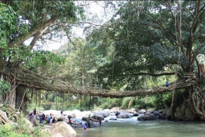 Terbentuk Daripada Akar Pokok Beringin, Jambatan Semulajadi Paling Unik Di Dunia Ambil Masa 30 Tahun Untuk Terbentuk - sajagempak.com