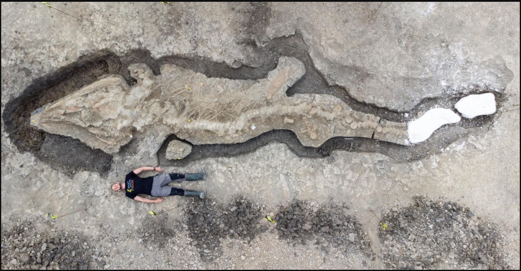 Fosil Naga Laut Gergasi Berusia 180 Juta Tahun Dan Yang Terbesar Pernah Ditemui - sajagempak.com