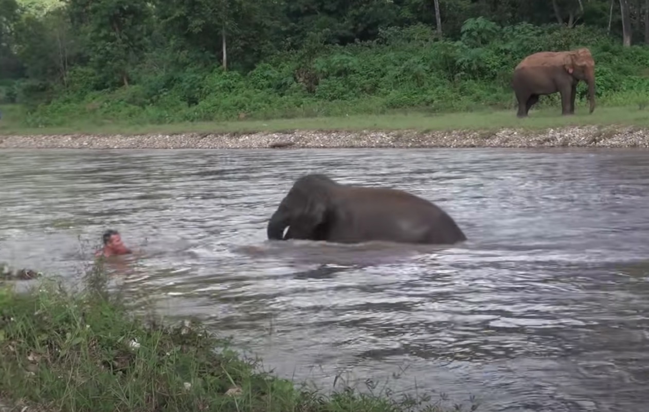 Ternampak Lelaki Lemas Di Sungai, Anak Gajah Meluru Berlari Masuk Ke Sungai Untuk Menyelamatkannya. - sajagempak.com