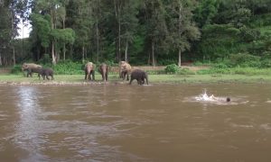 Ternampak Lelaki Lemas Di Sungai, Anak Gajah Meluru Berlari Masuk Ke Sungai Untuk Menyelamatkannya. - sajagempak.com