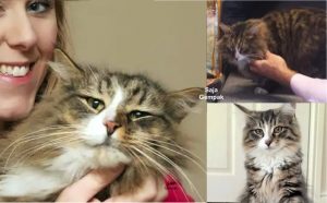 Ingatkan Dah Diambil Orang, Kucing Hilang 14 Bulan Ditemui Menjadi Raja Di Kilang Makanan - sajagempak.com