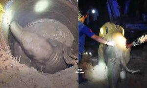 Gagal Keluarkan Anak Terperangkap Dalam Lubang, Ibu Gajah Cemas Dan Menangis Minta Pertolongan - sajagempak.com