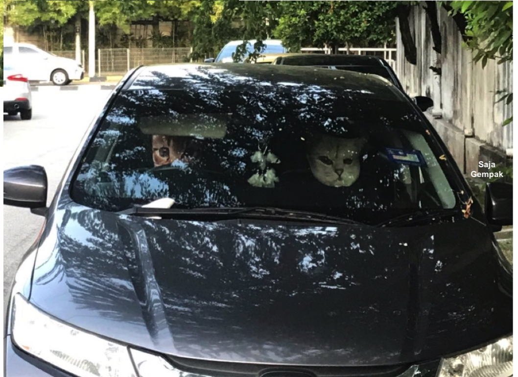Lelaki Terkejut Ingatkan Kucing Memandu Kereta Sekilas Pandang - sajagempak.com