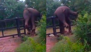 Gajah Menceroboh Kebun Tersangkut Di Pagar Ketika Cuba Lari - sajagempak.com