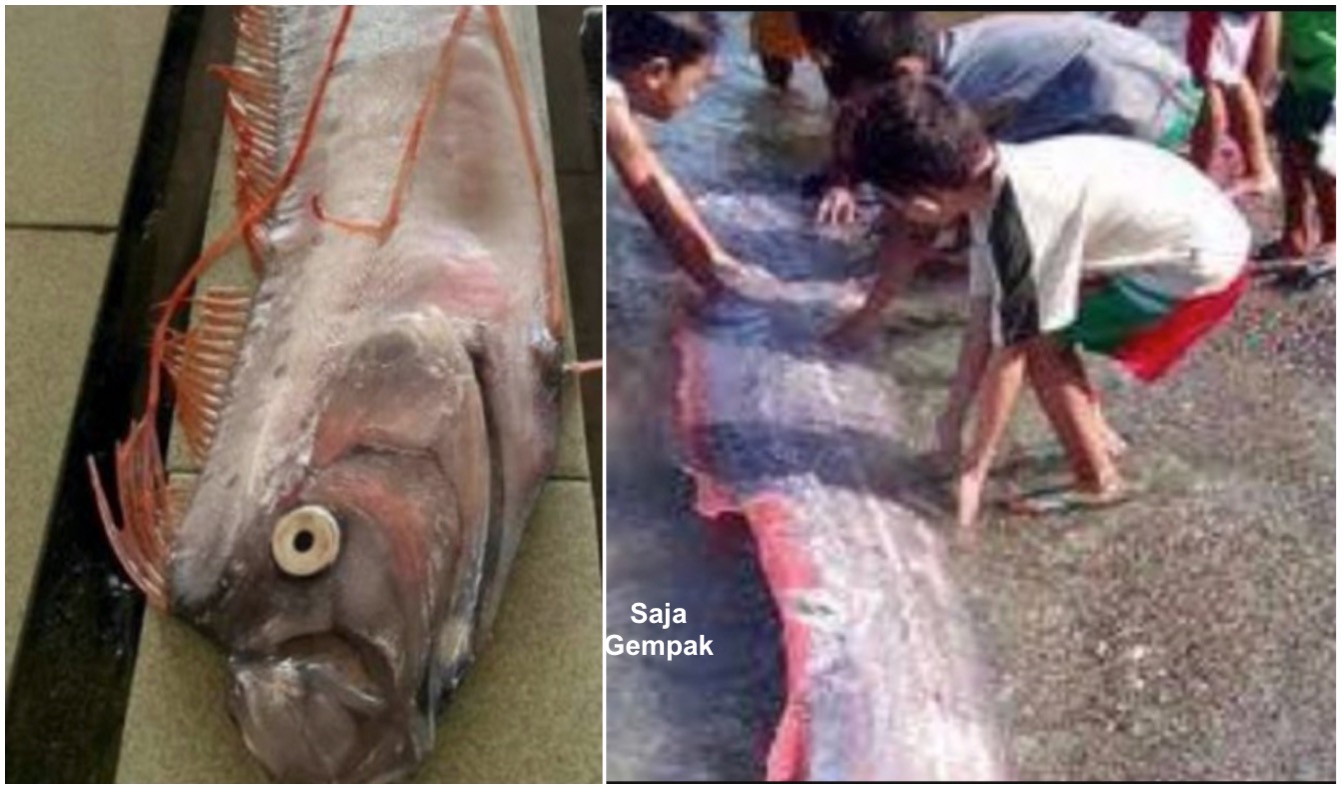 Ikan Bermuka Aneh Muncul Di Sarawak, Mengikut Kepercayaan Jepun, Ikan Itu Adalah Utusan Raja Naga Petanda Gempa Bumi - nangtime.com