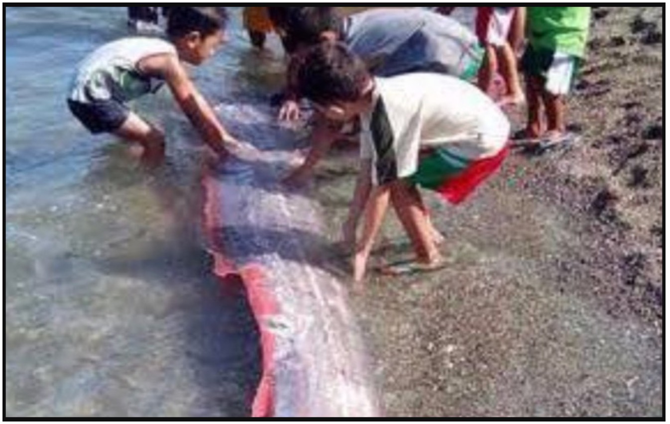 Ikan Bermuka Aneh Muncul Di Sarawak, Mengikut Kepercayaan Jepun, Ikan Itu Adalah Utusan Raja Naga Petanda Gempa Bumi - nangtime.com