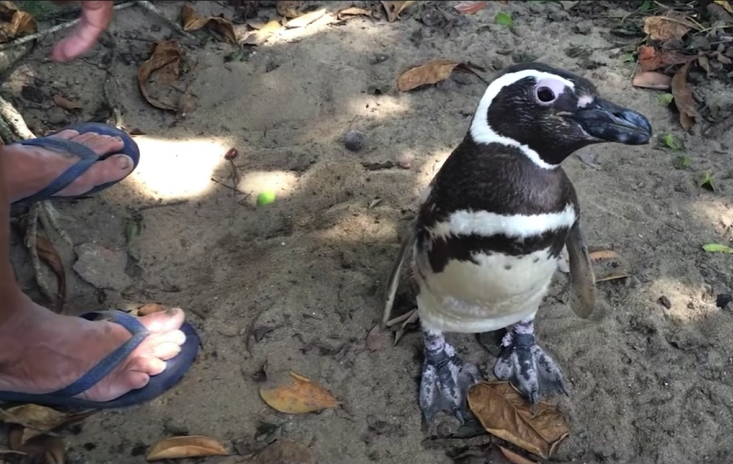 Penguin Berenang Ribuan Batu Setiap Tahun Demi Bertemu Dengan Penyelamatnya - sajagempak.com