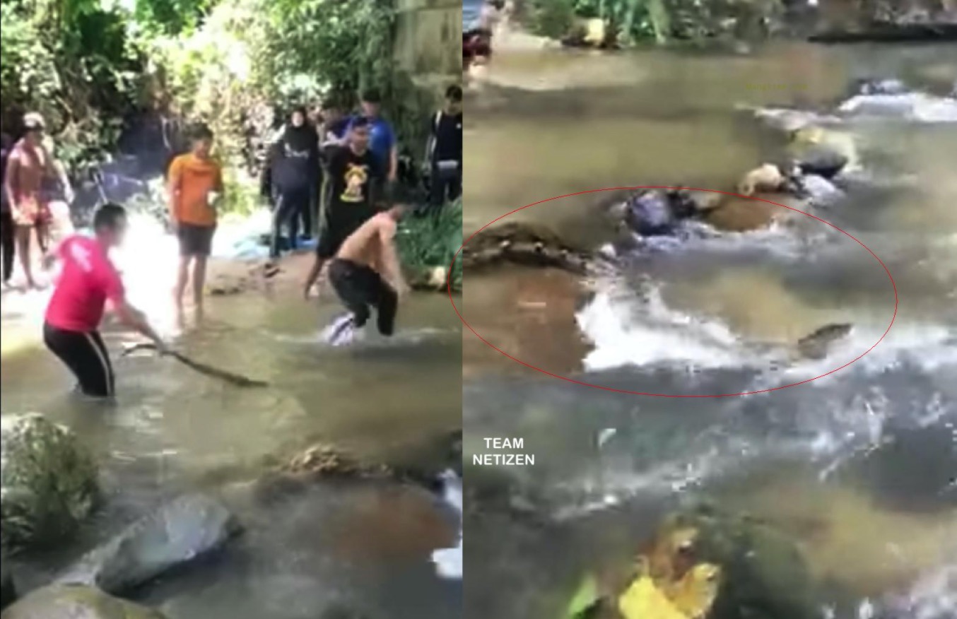Pengunjung Leka Mandi Sungai Dikejutkan Dengan Ular Sawa Yang Datang Menghampiri Secara Senyap-senyap - sajagempak.com