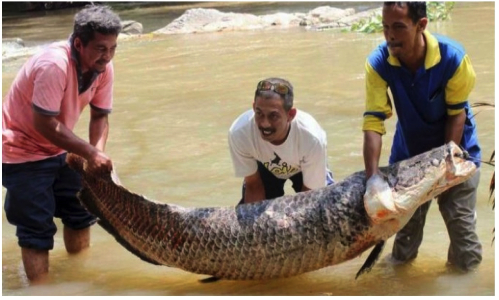 Pernah Memakan Monyet Dan Sangat Ditakuti Ikan Piranha, Ikan Air Tawar Raksasa Ini Juga Pernah Dijumpai Di Kedah! - sajagempak.com