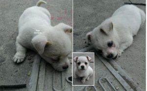 Anak Anjing Sering Dilihat Duduk Atas Penutup Longkang, Rupanya Ada Kisah Lampau Dilaluinya Yang Menghibakan - sajagempak.com