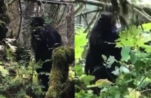 Pemuda Orang Asli Menemui Makhluk Bigfoot, Didakwa Sering Muncul Bila Berlaku Hujan Panas - sajagempak.com