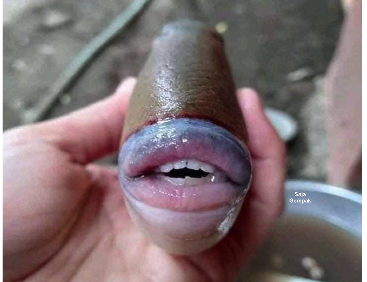 Ikan Aneh Bergigi Manusia Ditemui Di Malaysia, Ternyata Spesies Ini Memang Wujud - sajagempak.com