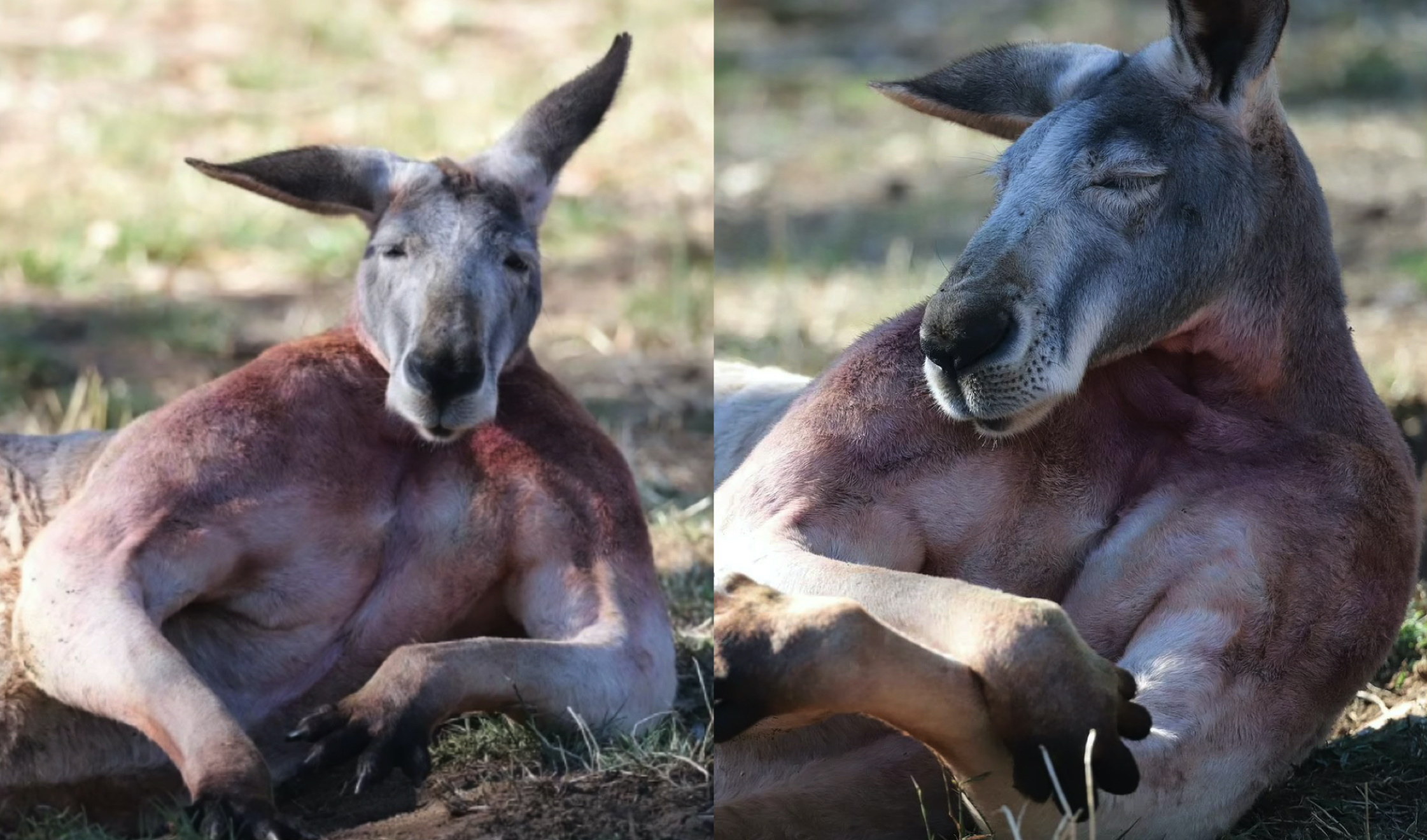 Kanggaru Jantan Berbadan Sasa Menayang Otot Dan Bisep Curi Perhatian Netizen - sajagempak.com