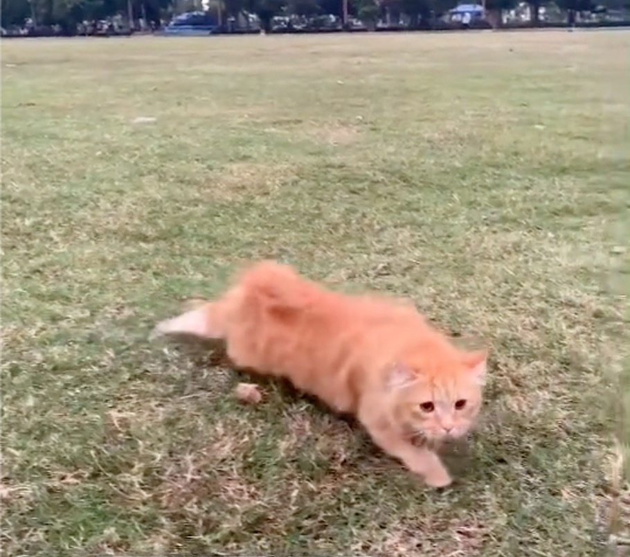 Gelagat Kucing Berjalan Atas Rumput Buat Ramai Tergelak, Muka Seakan Konpius Fikir Dia Kucing Atau Ular - sajagempak.com