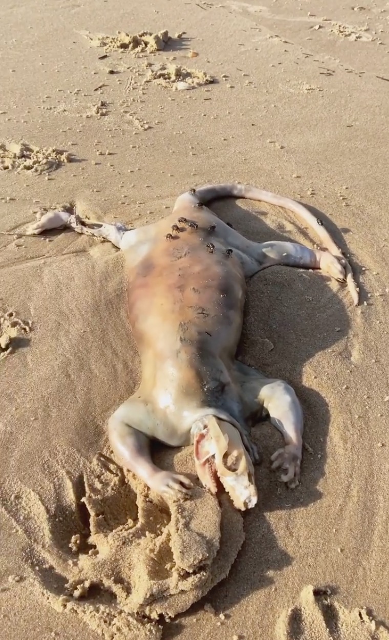 “Tangan Seakan Manusia!” - Lelaki Menemui Makhluk Aneh Terdampar Di Pantai Australia, Beberapa Pengguna Dakwa Itu Makhluk Asing - sajagempak.com