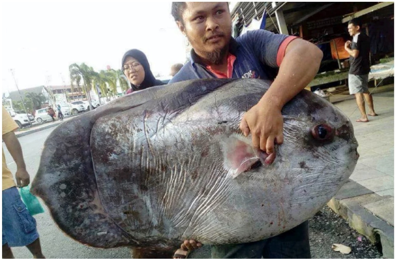 Disangka Kayu Sebab Saiznya Besar, Pemancing Terkejut Besar Menemui Ikan Gergasi 'Rare' Di Pantai - sajagempak.com