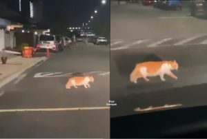 Kucing 'Oyen' Selamba ‘Menganjing’ Pemandu Kenderaan Lain Ketika Melintas Jalan Di Kawasan Perumahan - sajagempak.com