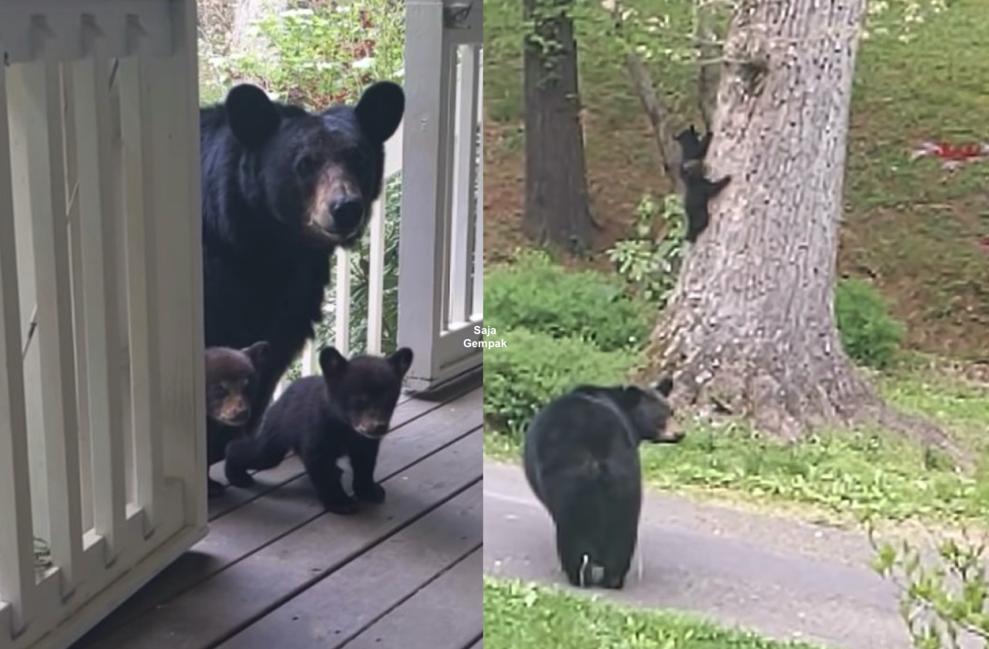 Datang Semula Selepas Berbulan, Ibu Beruang Ternyata Mahu Perkenalkan Anak-anaknya Kepada Sahabat Manusianya - sajagempak.com