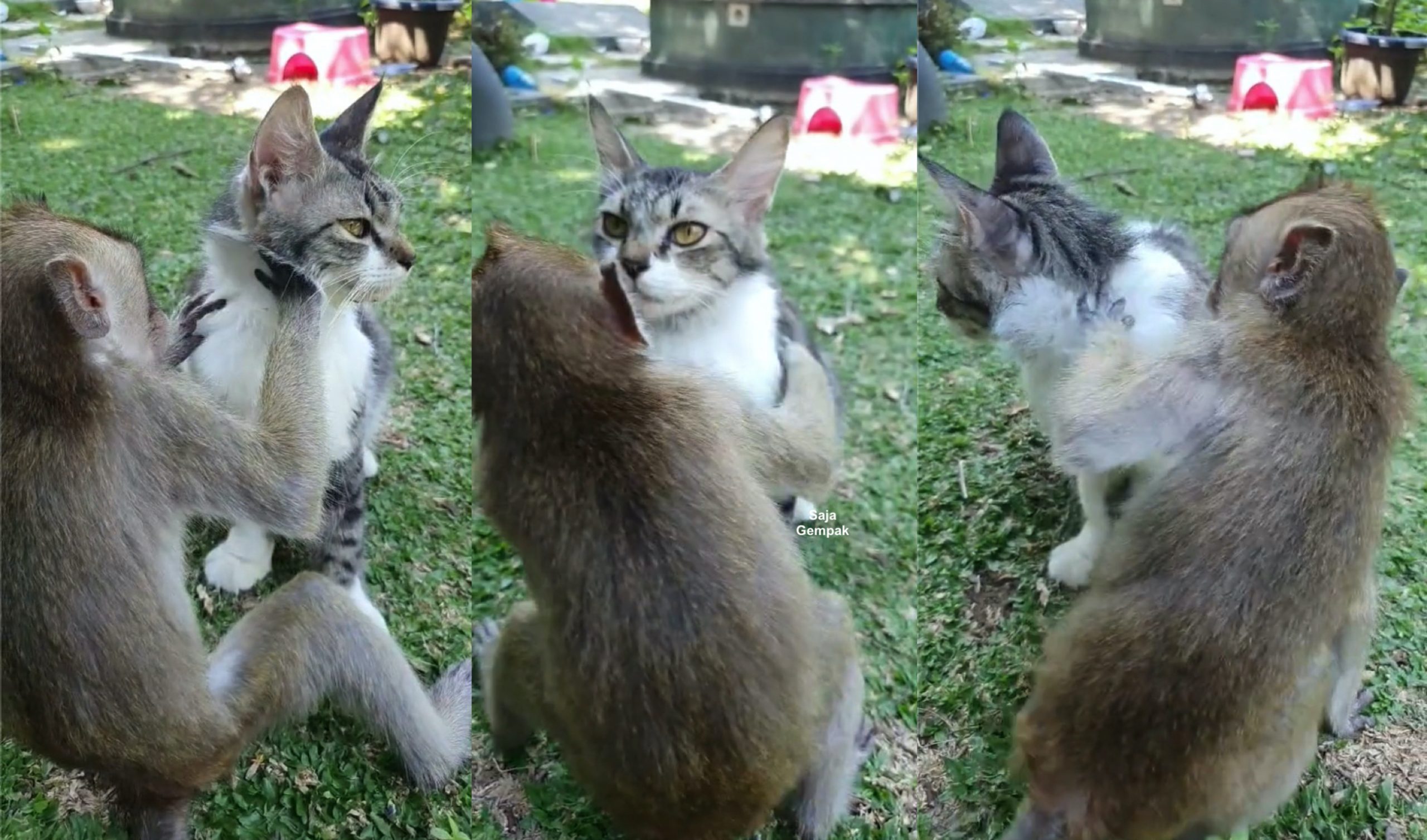 Monyet Gigih Tolong Bersihkan Kutu Di Badan Kucing, Gelagat Keduanya Buat Netizen Tergelak - sajagempak.com