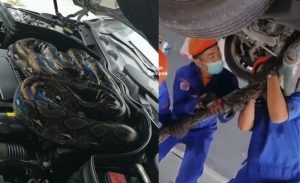 Bawa Kereta Ke Bengkel Untuk Dibaiki, Terkejut Jumpa Ular Sawa Lepak Di Bonet - sajagempak.com