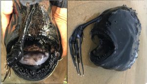 Ikan Aneh Dari Laut Dalam Ditemui Terdampar Di Pantai, Timbulkan Keresahan Dikalangan Penduduk Sebab Dianggap Bukan Petanda Baik - sajagempak.com
