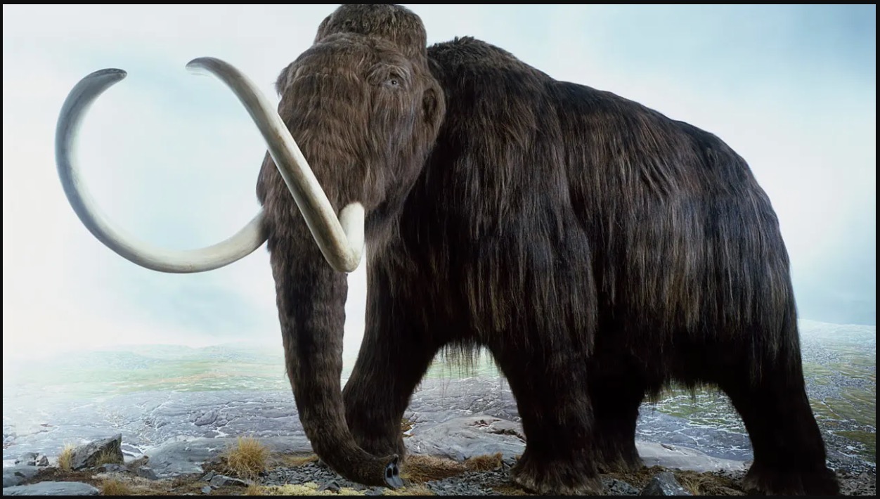 Pelombong Emas Menemui Fosil Anak Gajah Mammoth Berusia 30,000 Tahun - sajagempak.com