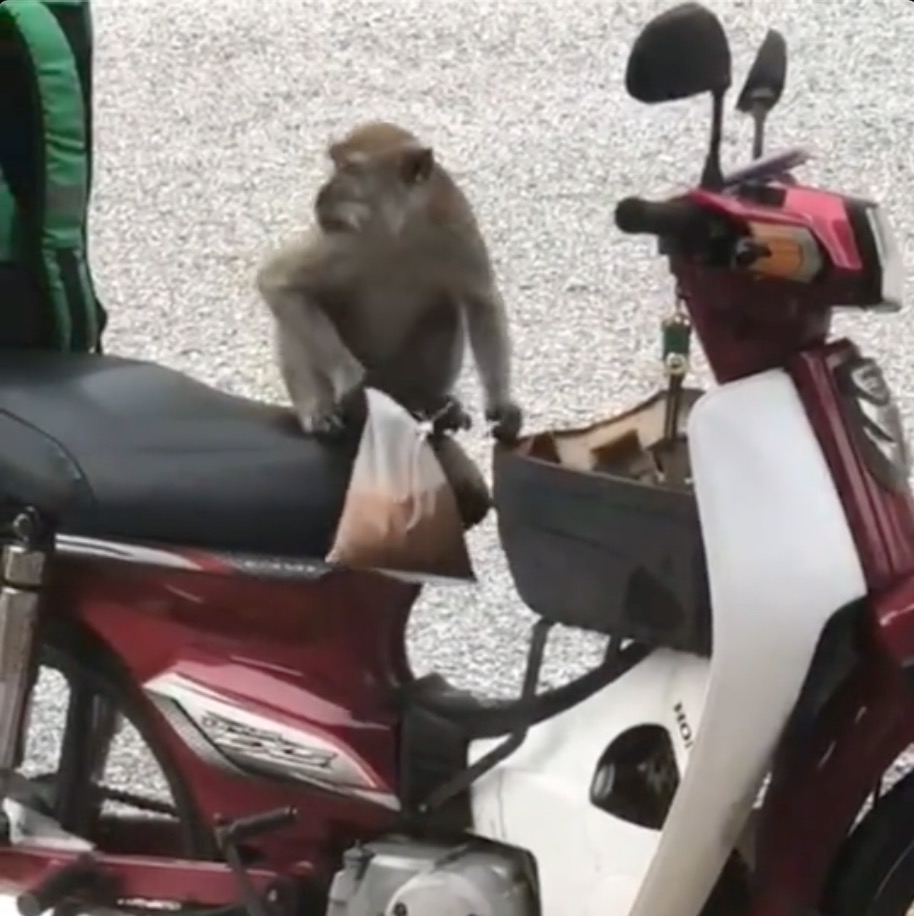 Lelaki Penghantar Makanan Pasrah, Monyet Selamba Rembat Air Minuman Bungkus Atas Motor - sajagempak.com