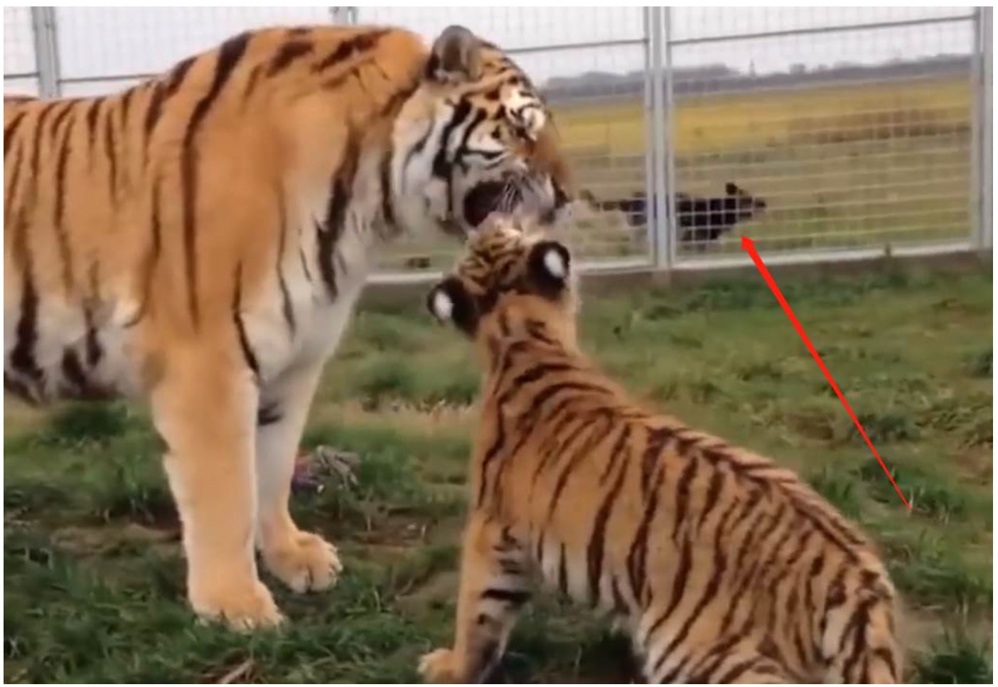 Ibu Harimau Yang Cuba Mengajar Anaknya Yang Nakal, Terkejut Diterjah Anjing Yang Menegurnya Agar Berlembut - sajagempak.com