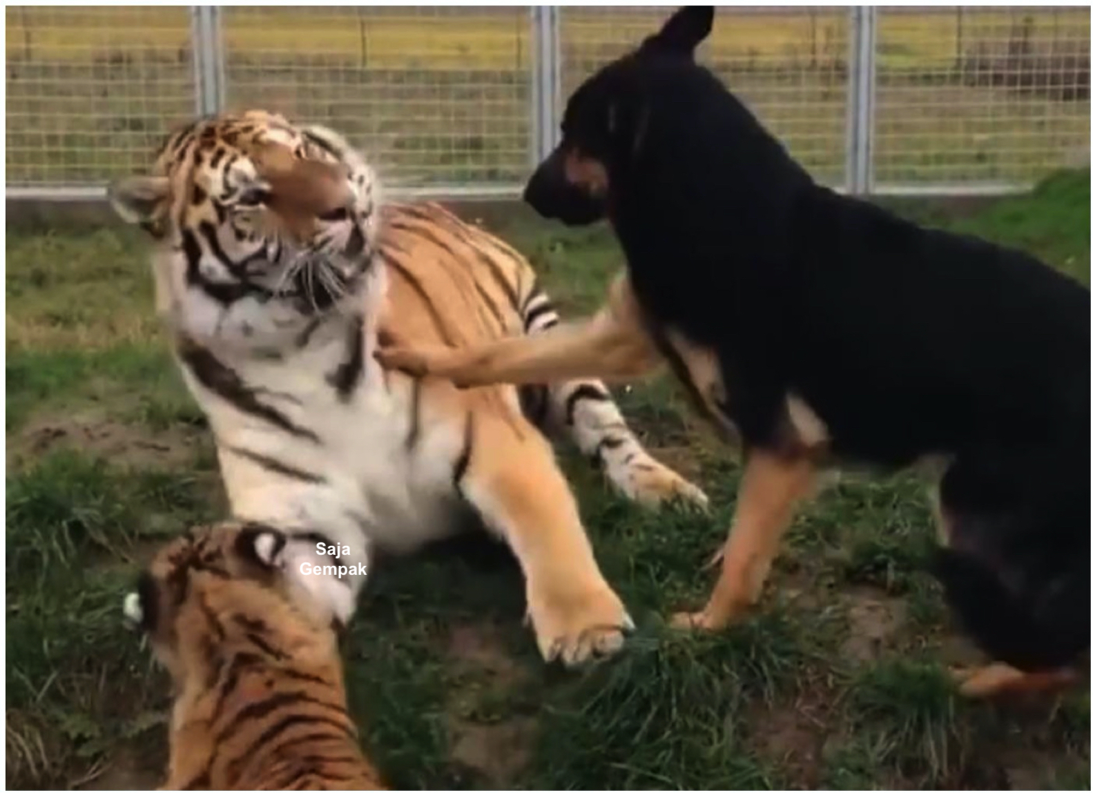 Ibu Harimau Yang Cuba Mengajar Anaknya Yang Nakal, Terkejut Diterjah Anjing Yang Menegurnya Agar Berlembut - sajagempak.com