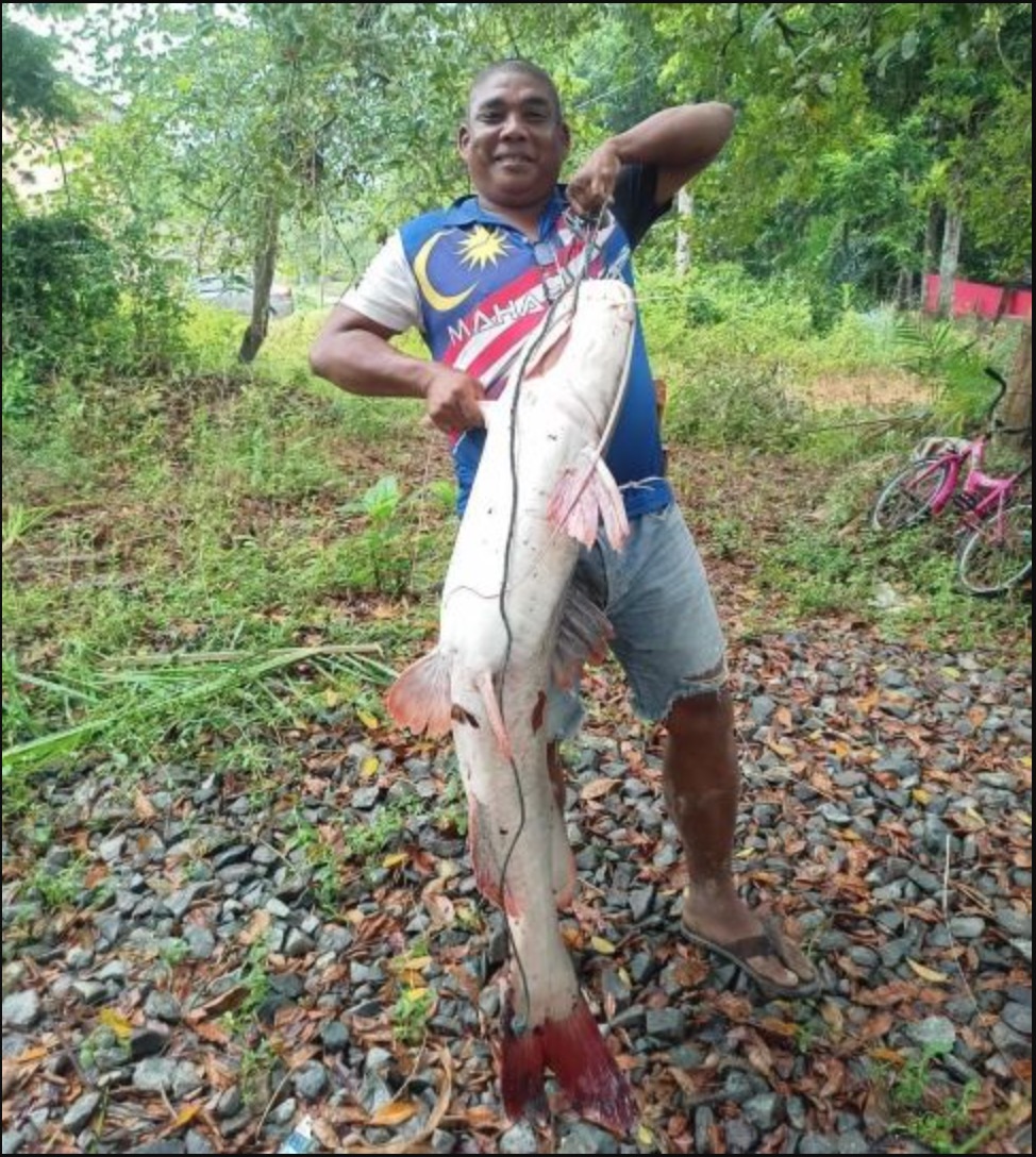 Rezeki Dapat Ikan Baung Ekor Merah Seberat 50kg, Lelaki Berjaya Peroleh RM1,250 - sajagempak.com