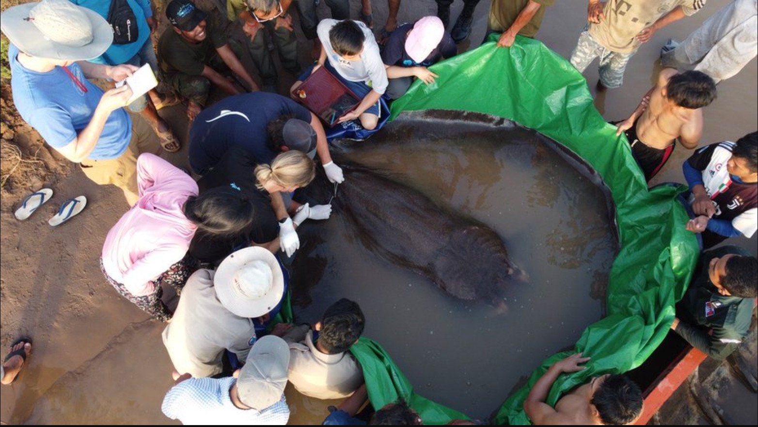 Ikan Pari Gergasi Ditemui Di Sungai Mekong, Pecah Rekod Ikan Air Tawar Terbesar Dunia - sajagempak.com