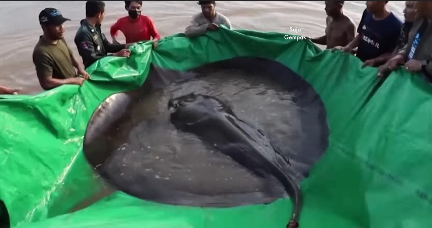 Ikan Pari Gergasi Ditemui Di Sungai Mekong, Pecah Rekod Ikan Air Tawar Terbesar Dunia - sajagempak.com