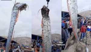 Ikan Gergasi Dari Laut Dalam Sepanjang 16 Kaki Ditemui Sekumpulan Nelayan Cetus Kebimbangan Gempa Bumi Berlaku - sajagempak.com