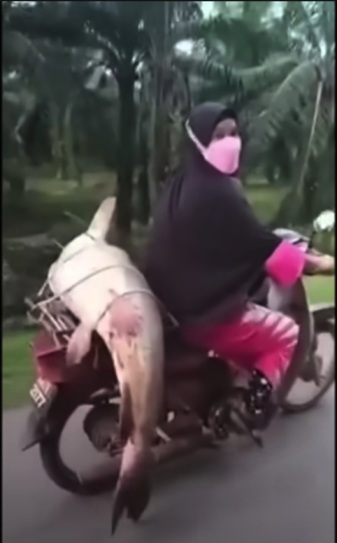 Tercengang Melihat Wanita Tunggang Motosikal Sambil Membawa Ikan Bersaiz Besar Digelar “Serigala Merah” - sajagempak.com