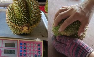Beli Durian ‘Black Thorn’ Harga RM117, Lelaki Tergaman Melihat Isi Dalamnya - sajagempak.com