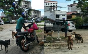 Kerja Jaga Parking Kereta, Tapi Separuh Gajinya Dihabiskan Untuk Makanan Kucing Dan Anjing Liar - sajagempak.com