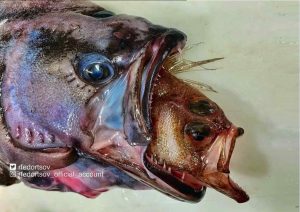 Nelayan Terkejut Tak Terkata Apabila Menangkap Ikan Aneh Digelar ‘Ikan Frankenstein’ - sajagempak.com