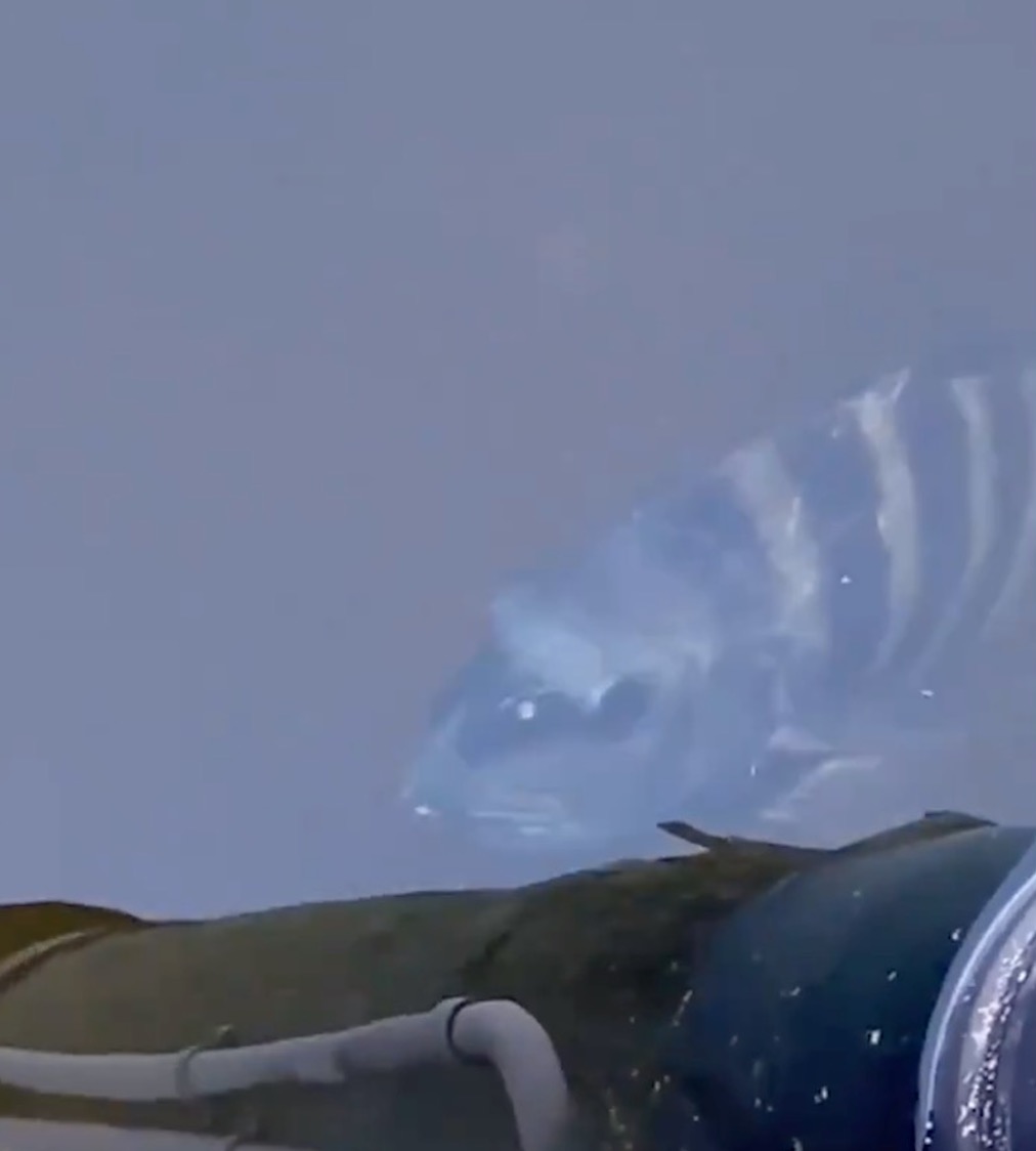 Ikan Berwajah Pelik, Tersenyum 'Jahat' Kepada Wanita Yang Merakamnya - sajagempak.com