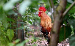 Diganggu Bunyi Ayam Berkokok 200 Kali Sehari, Suami Isteri Failkan Saman - sajagempak.com