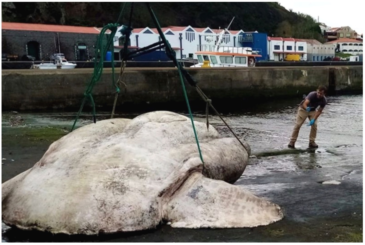 Ikan Gergasi Ditemui Di Portugal, Disahkan Penemuan Yang Pecahkan Rekod Ikan Bertulang Paling Berat Di Dunia - sajagempak.com