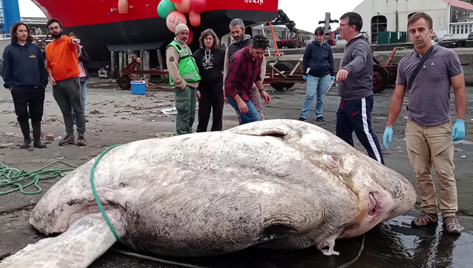 Ikan Gergasi Ditemui Di Portugal, Disahkan Penemuan Yang Pecahkan Rekod Ikan Bertulang Paling Berat Di Dunia - sajagempak.com