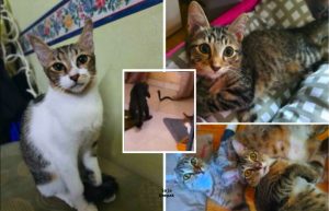 Ular Tedung Menceroboh Masuk Rumah, Lima Kucing Jadi Hero Mengepung Ular Hingga Bantuan Sampai - sajagempak.com