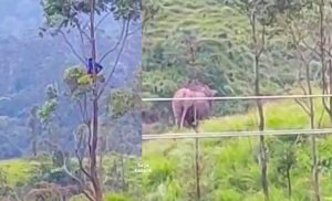 Dendam Gajah, Lelaki Dikepung Kawanan Gajah Terpaksa Panjat Pokok Selama Sejam Setengah - sajagempak.com